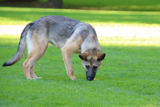 Hundewiese Eickhorst